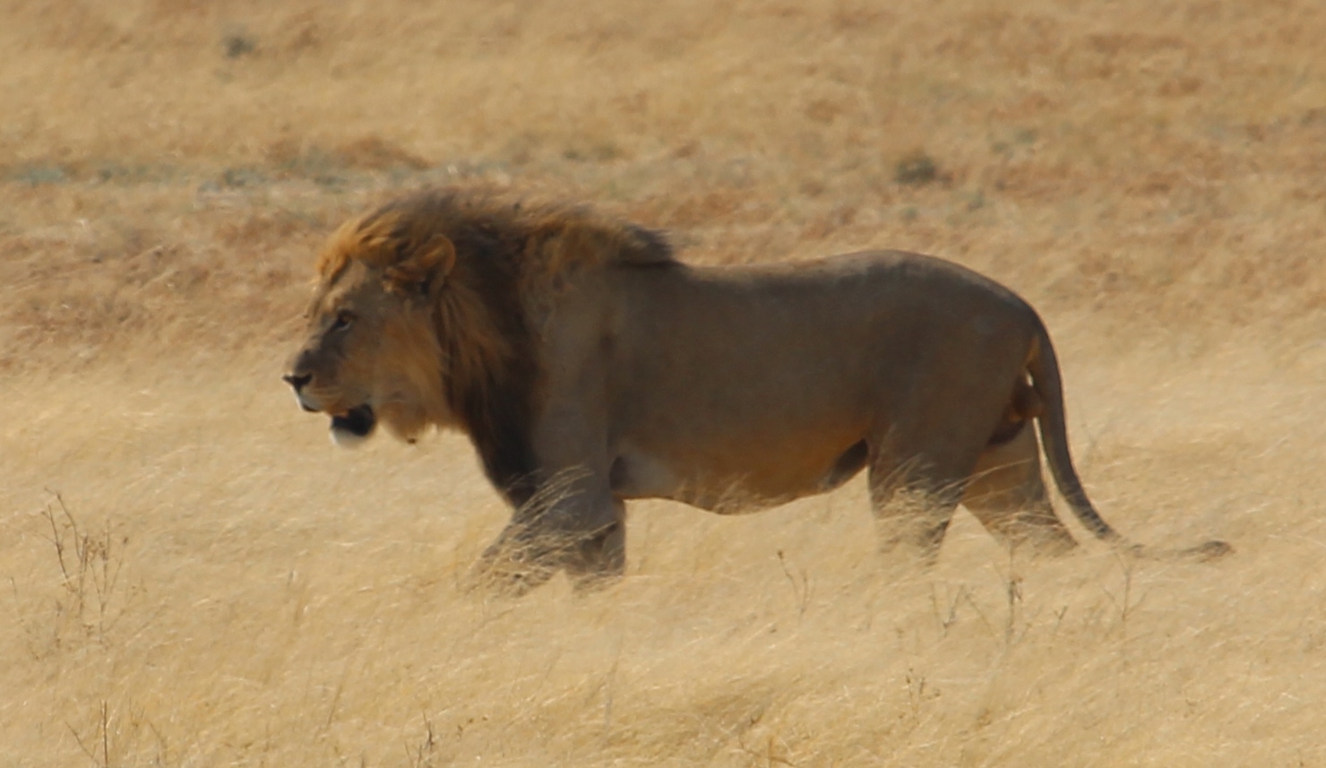 Lion